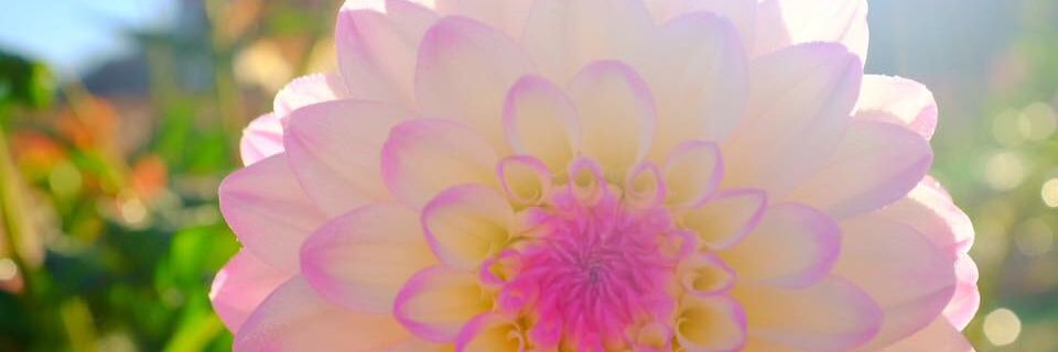 ぶる banner