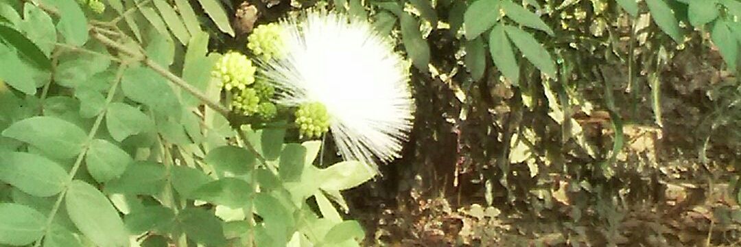 sindhu krishnan banner