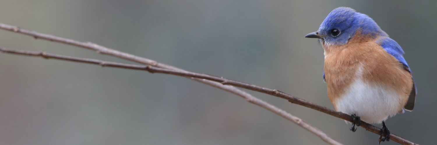 jackwbruce's profile banner image