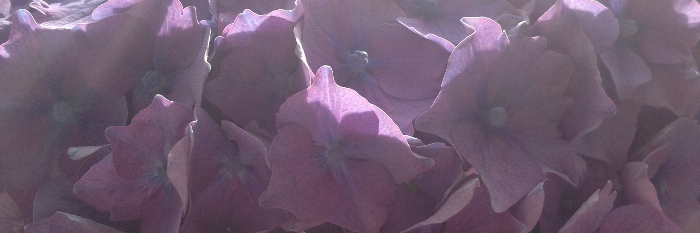 Sharon Copestake banner