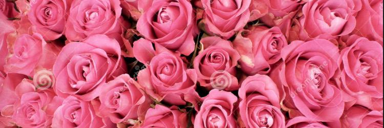 lauraheston's profile banner image