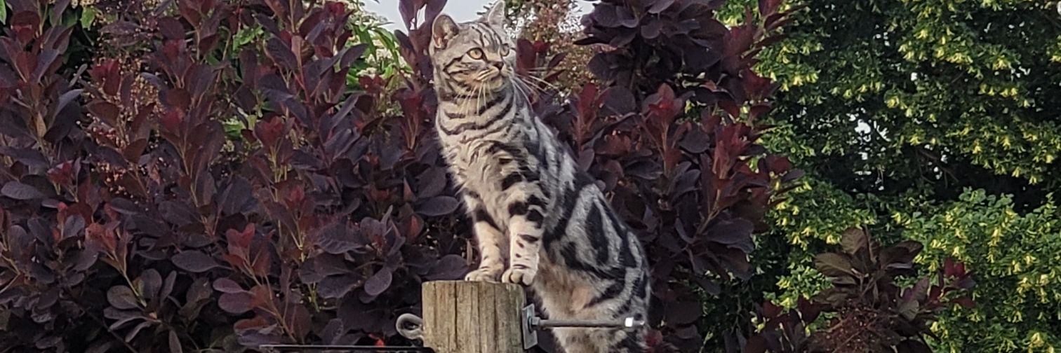 Gem🔜GoFest Copenhagen🇩🇰 banner