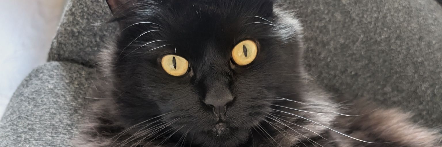 sarahf_'s profile banner image