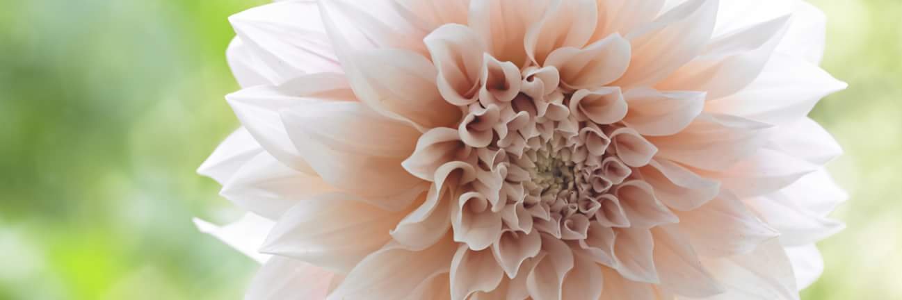 Fusion Flowers banner