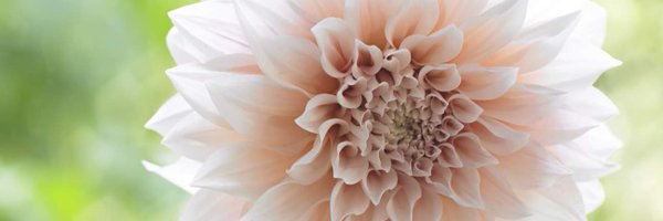 officeFF Profile Banner