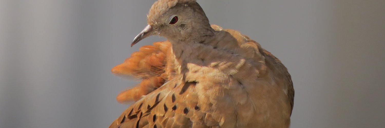 rafaelerichsen's profile banner image