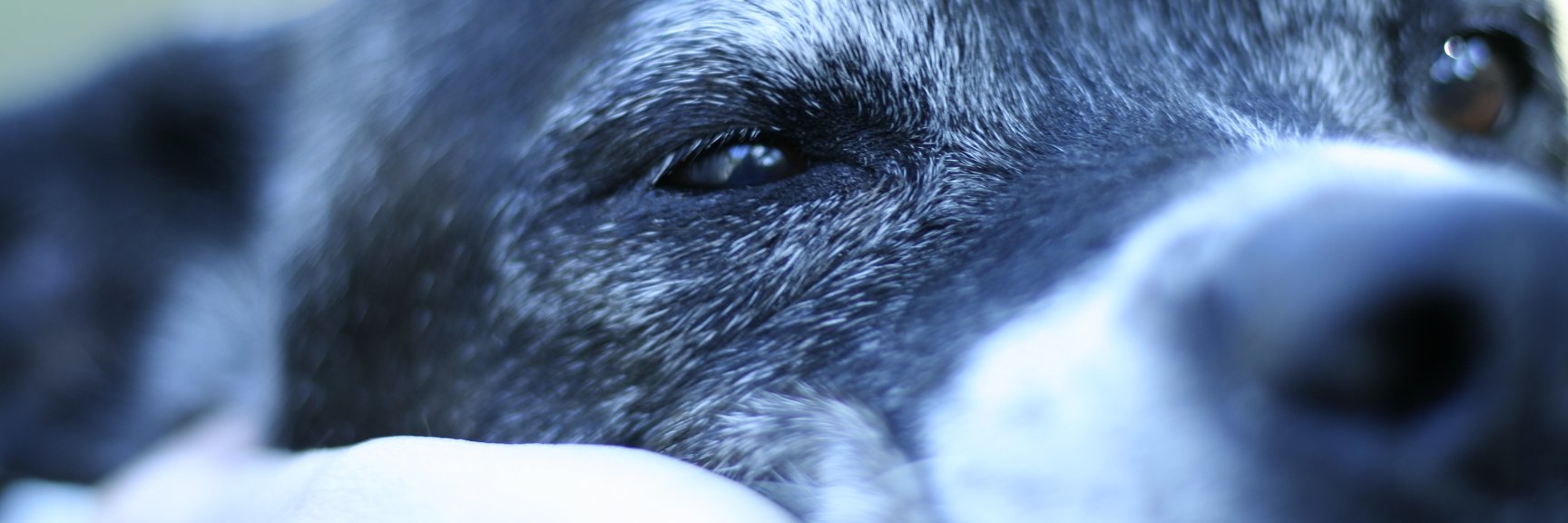 Zaphod Beebblebrox banner