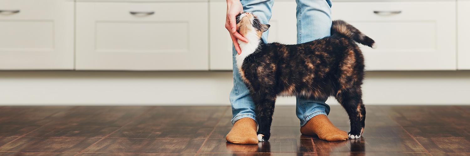 Banfield Pet Hospital banner