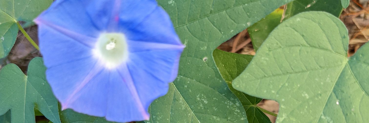 JustJenn (she/her) banner