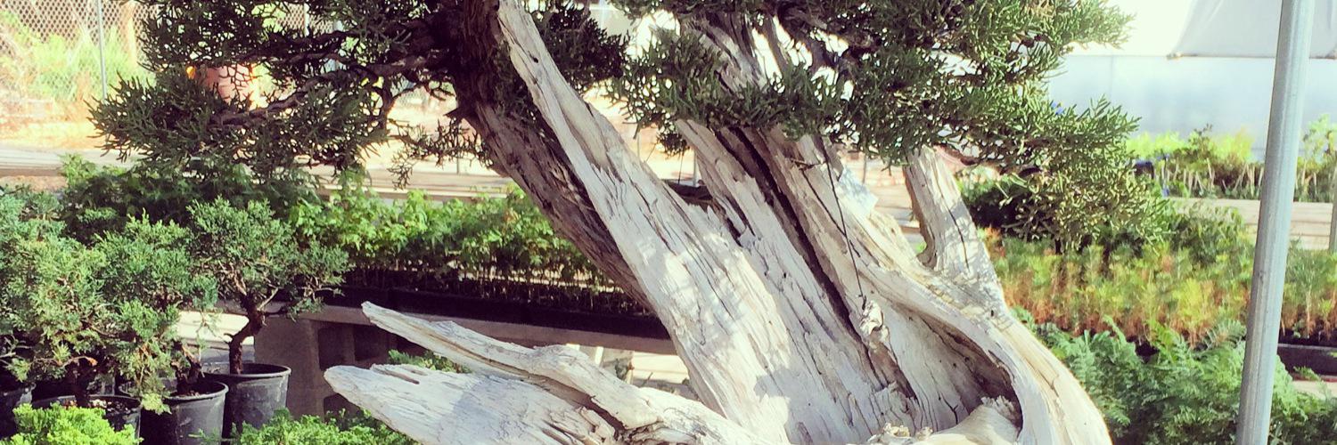 easternleaf's profile banner image