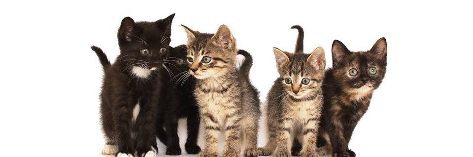 RichmondSPCA's profile banner image