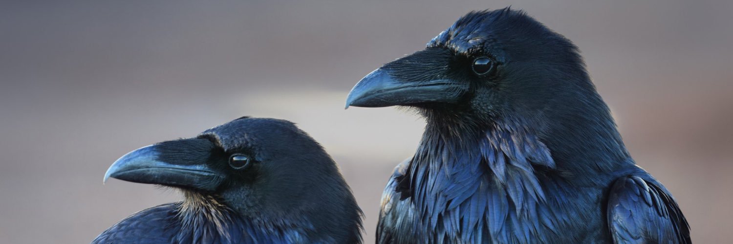 CorvidInfinity3's profile banner image