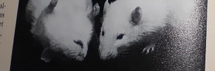 MarlRevolts's profile banner image