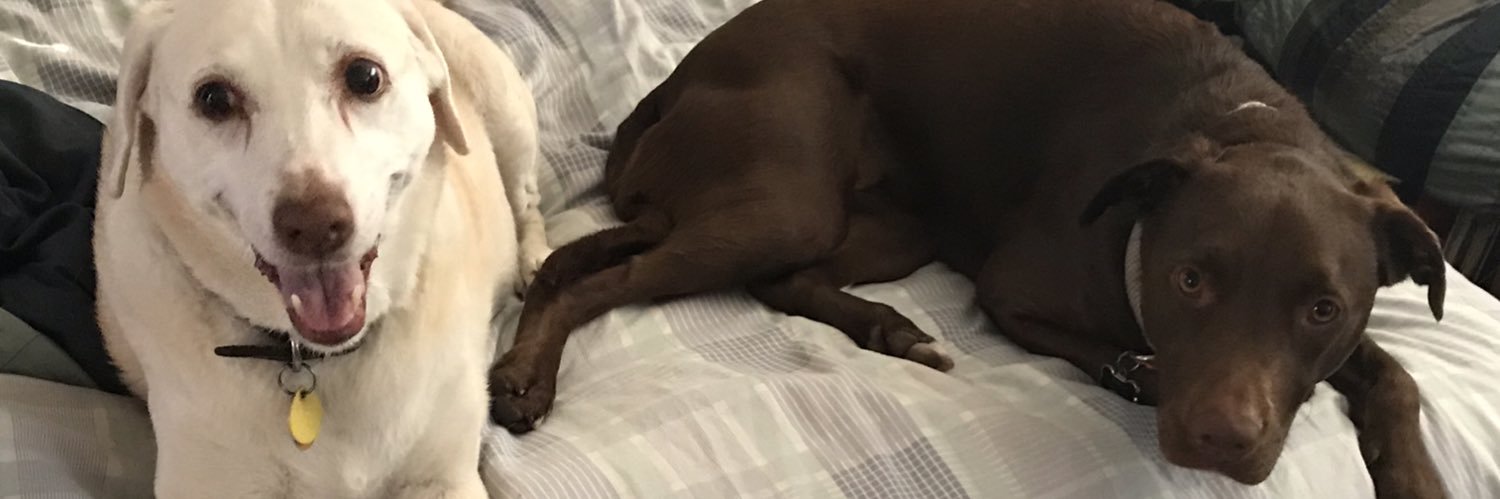 Steve Campbell banner