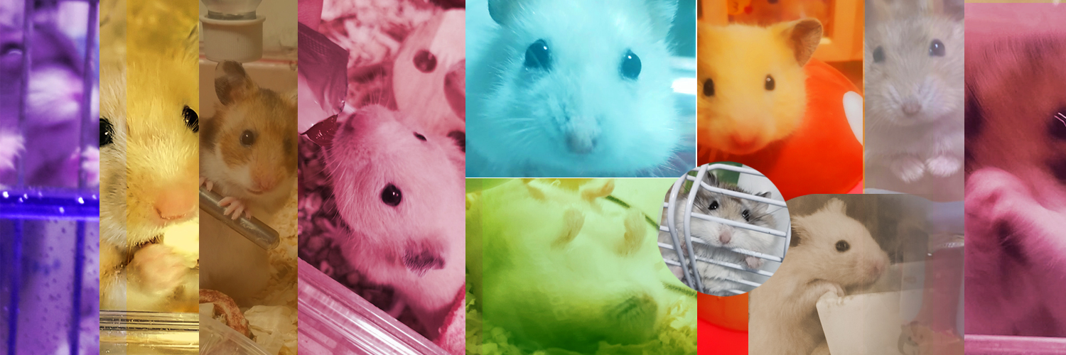 xmotto's profile banner image