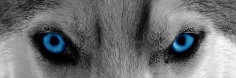 AmirRamsis's profile banner image