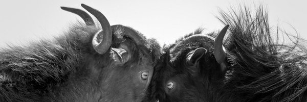 NatSoCold Profile Banner