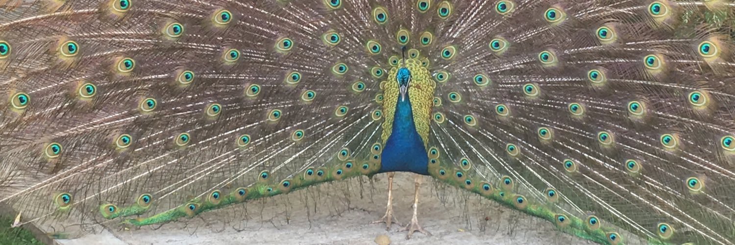 nuvoNerd's profile banner image