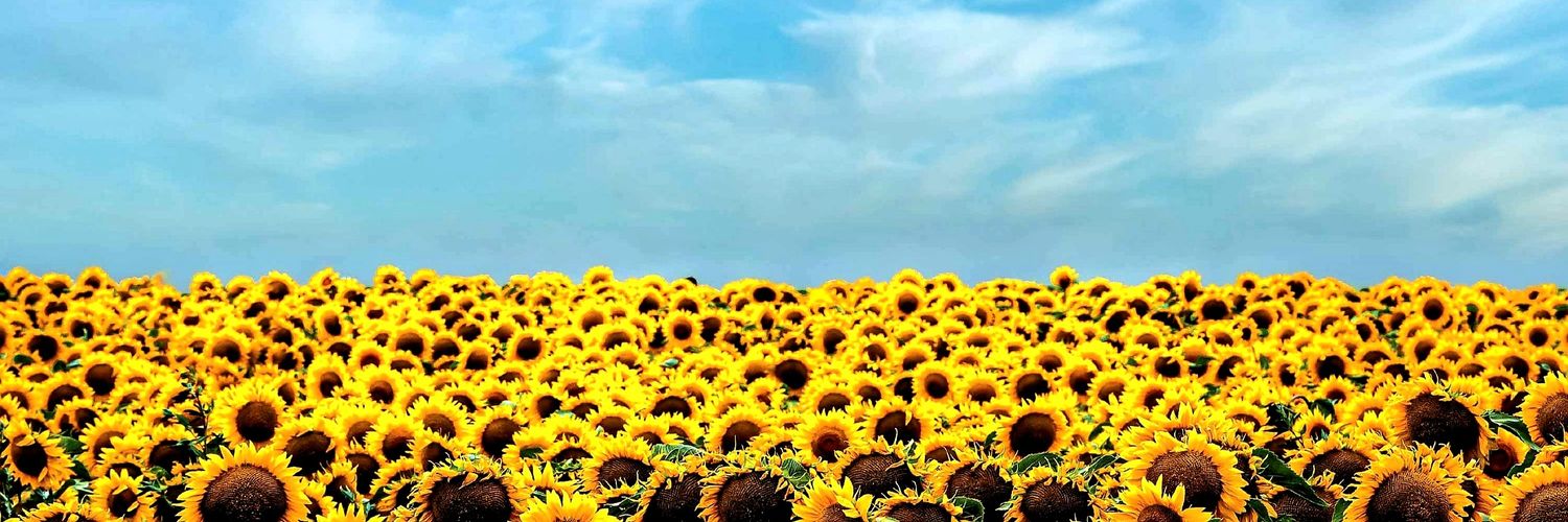 doitashimashte's profile banner image