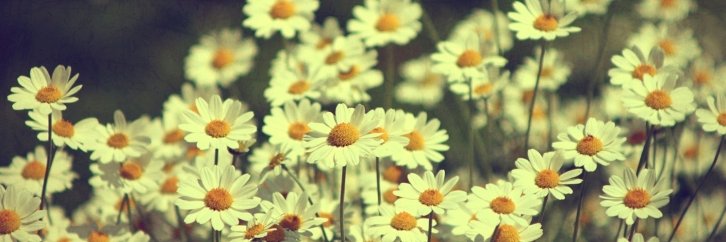 jujubeesx's profile banner image