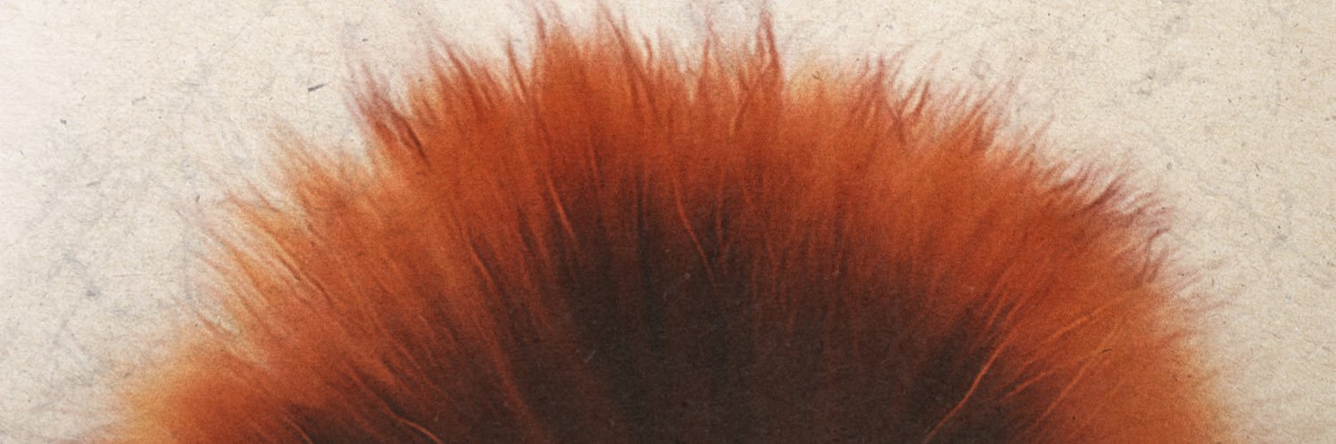 Peter Hearn Isn’t Here Anymore banner