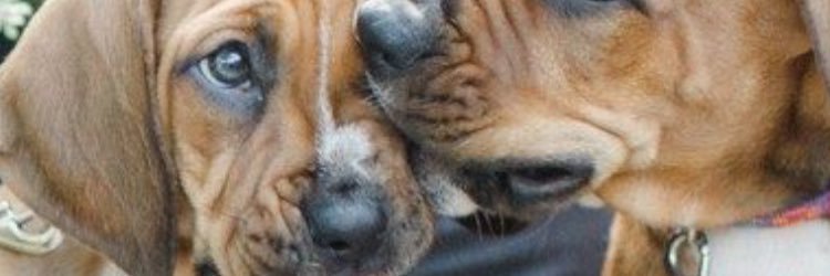 anikkir5's profile banner image