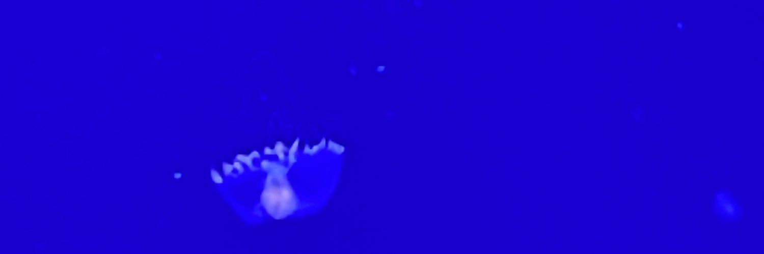 iselotrop's profile banner image