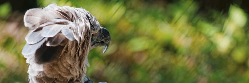 plebeiu's profile banner image
