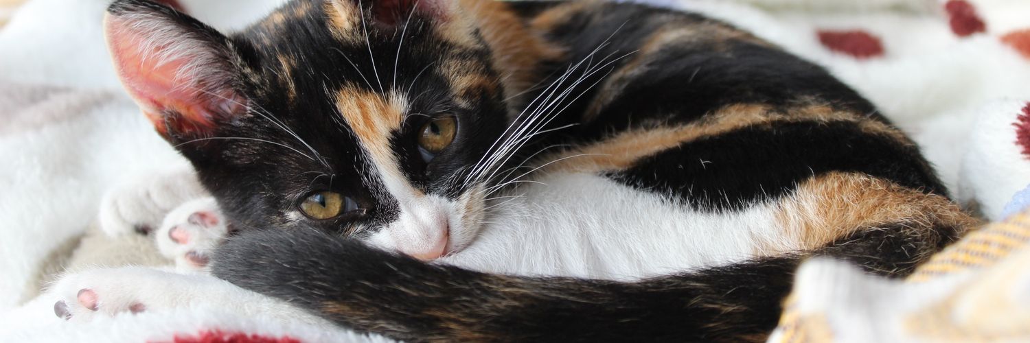 lucilammmm's profile banner image
