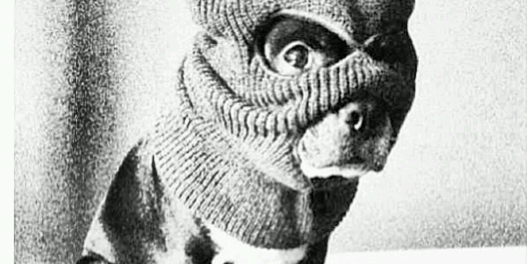 misternigga's profile banner image