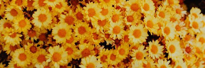 carmenaiv's profile banner image