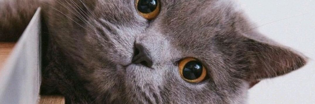 laiqaaa's profile banner image