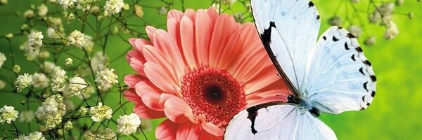 DaniBrandao Profile Banner