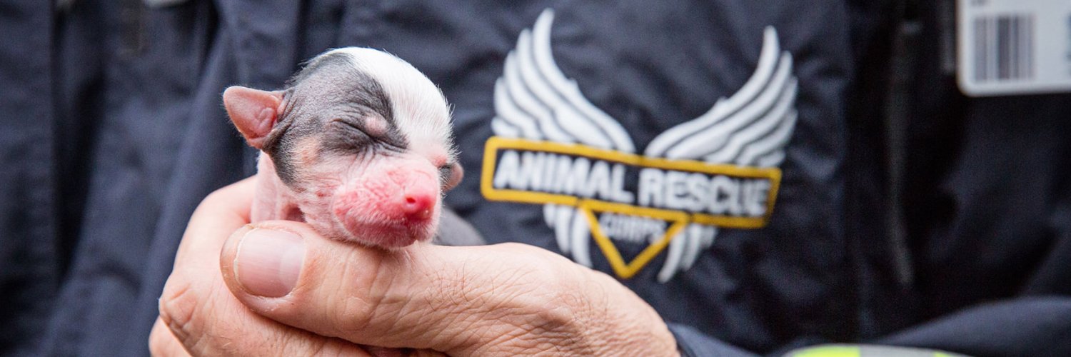 Animal Rescue Corps banner
