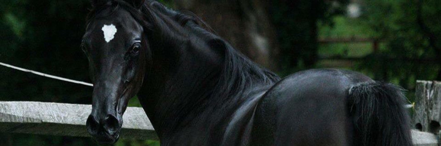 SemoTamem's profile banner image