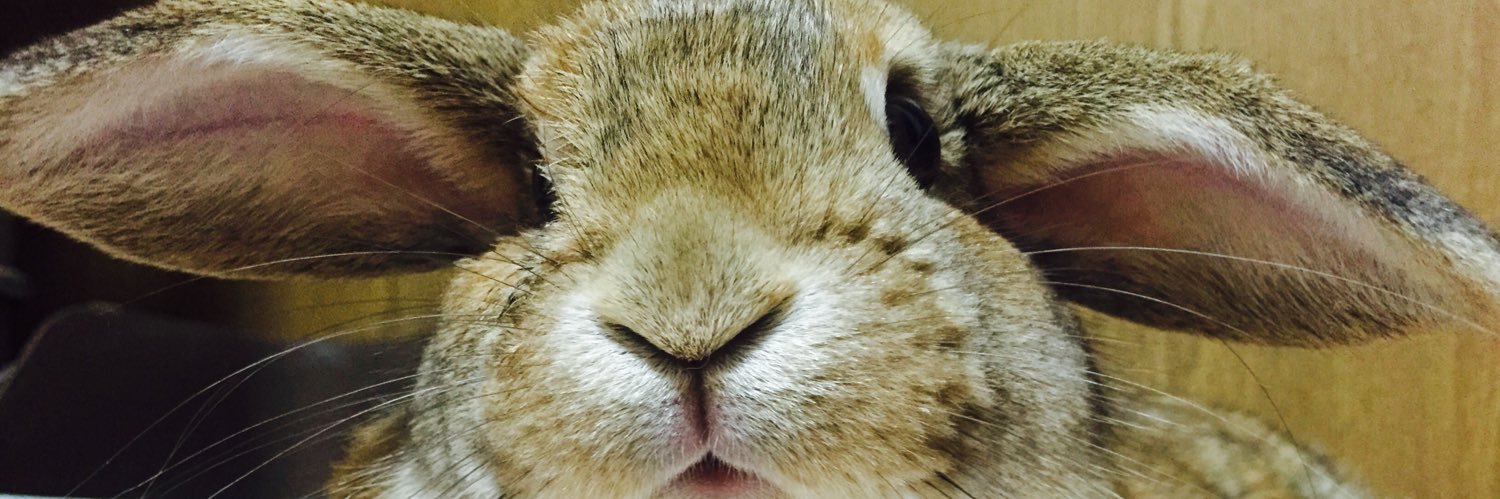 ぱんのまい banner