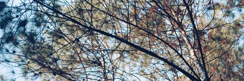 YOK! banner