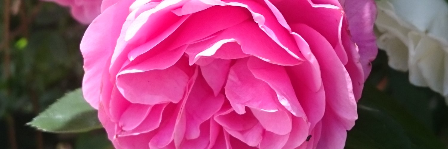 recitare's profile banner image