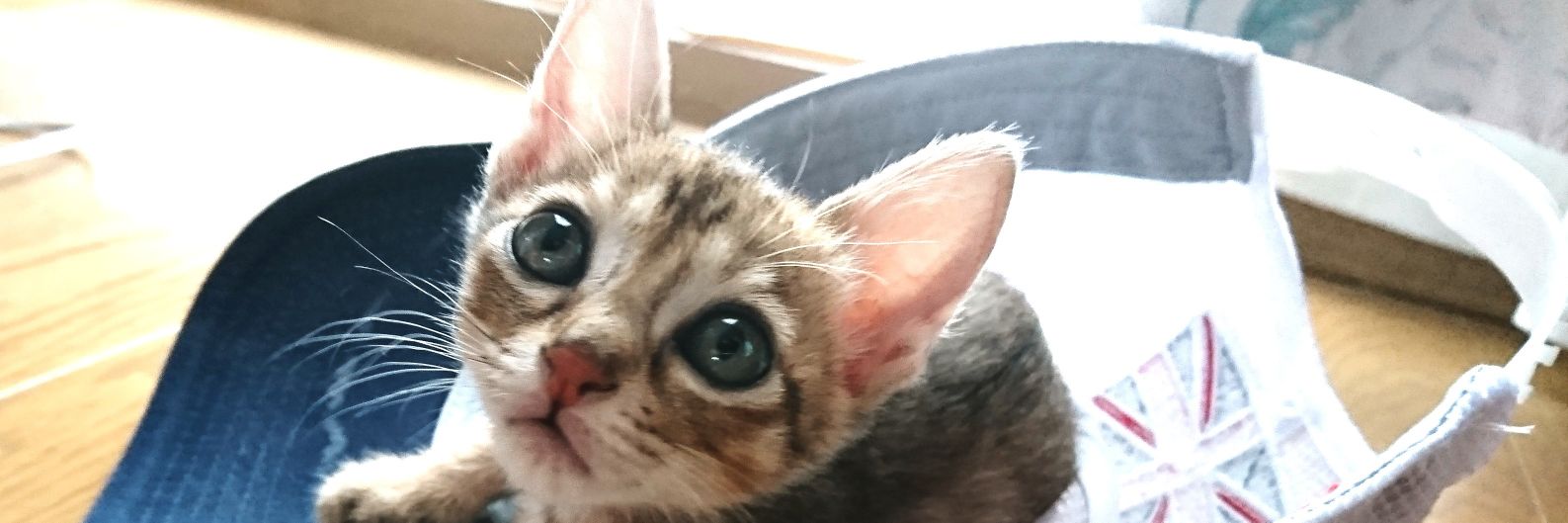 ひ か Victory ﾌｧﾝは宝 banner