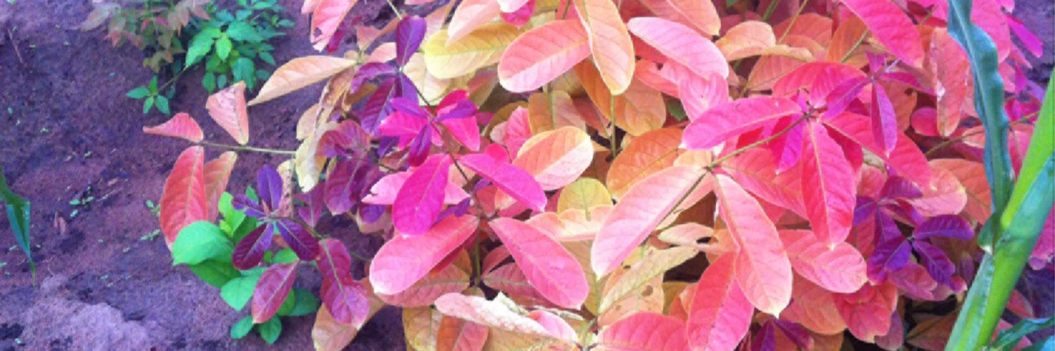 lapey_willz's profile banner image