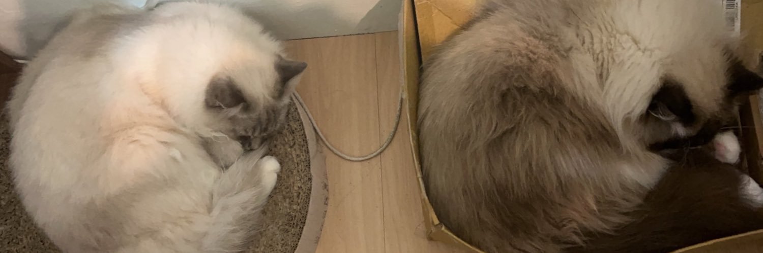 猫羽モカ️☕CWT-S18/NiCE兔06's banner