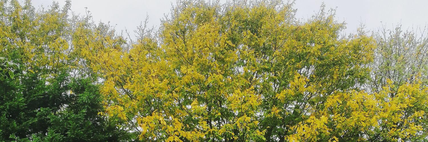 mimiluny's profile banner image