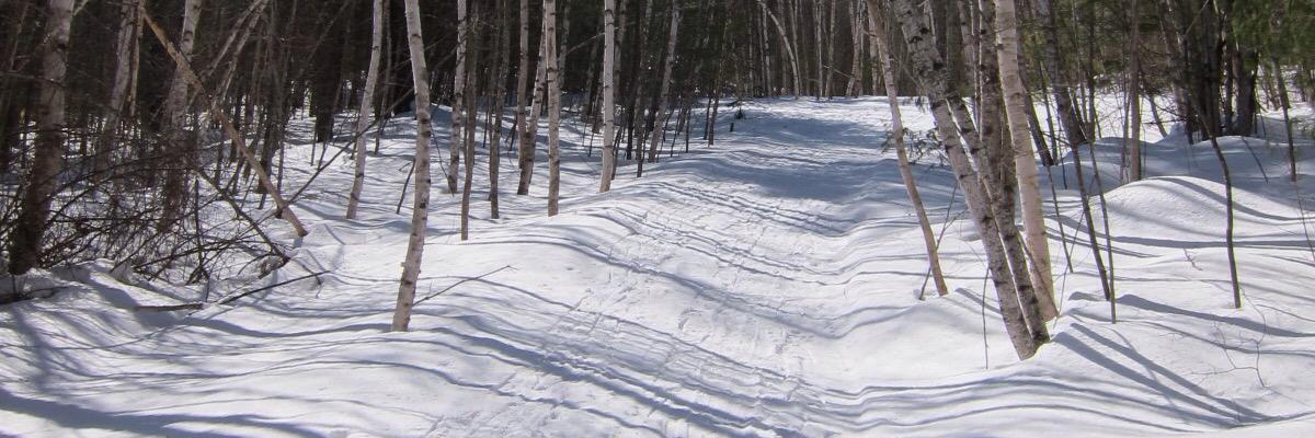 Katie Collins banner