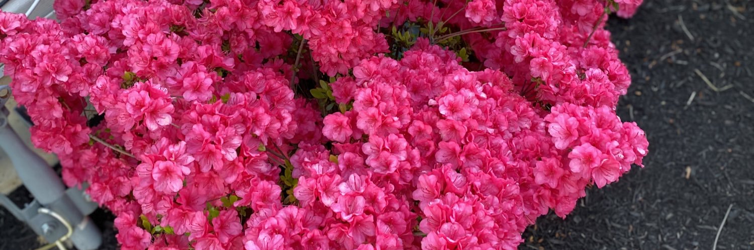 Trini_Hayat's profile banner image