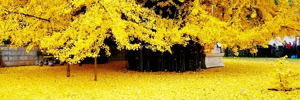 APearce41 Profile Banner