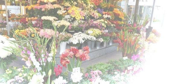 ssccherry's profile banner image