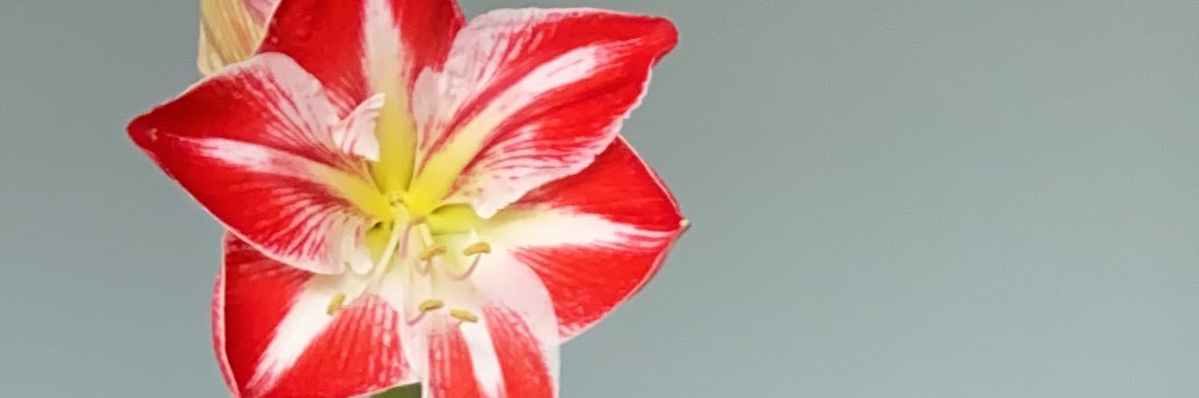 MPijl's profile banner image