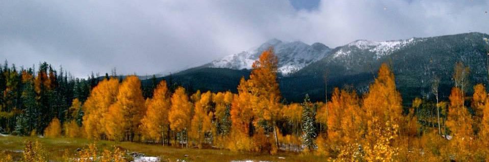 Taylor Maples banner