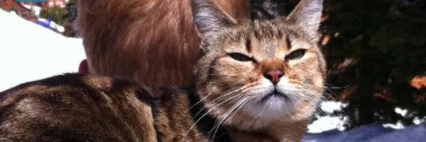 danapixie Profile Banner