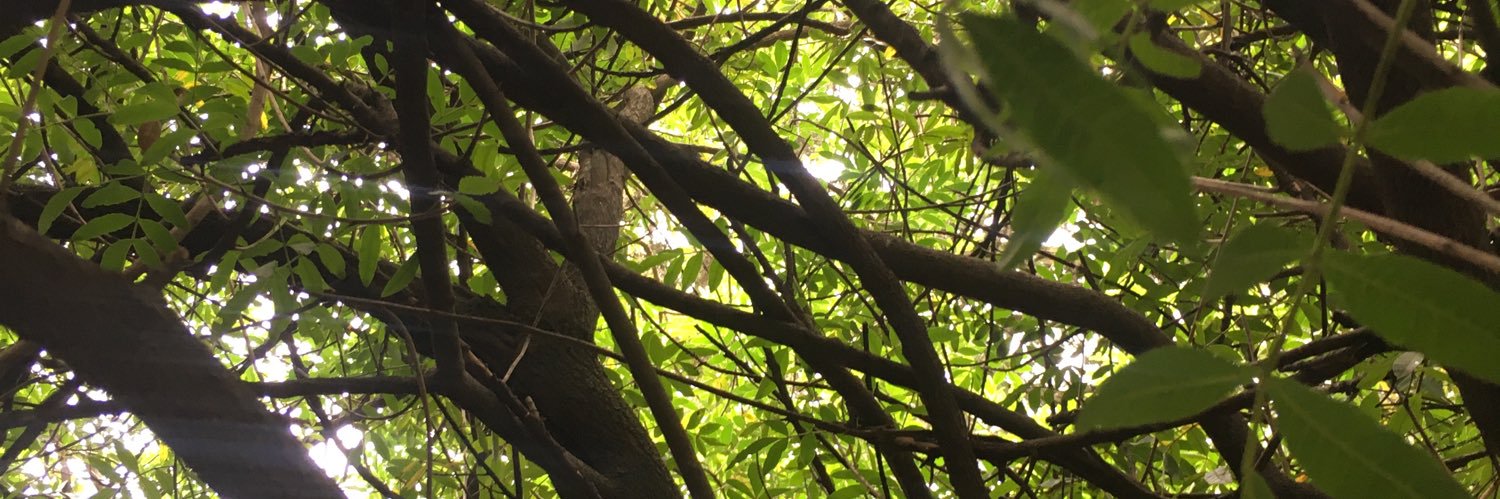 adaywithoutrai's profile banner image